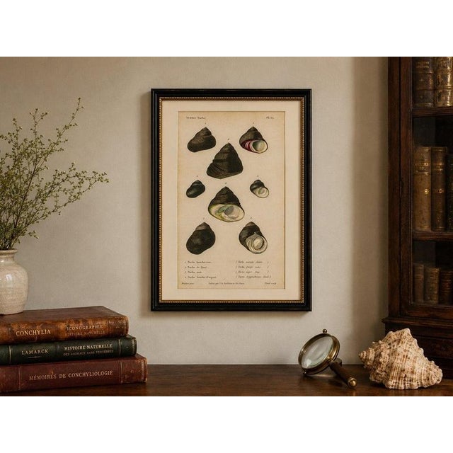 Black J.B. Baillière et Fils, Turbo Sea Shells Natural History, 1832, Engraving For Sale - Image 8 of 9
