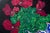 This 6x8 painting is part of a series of four I painted exploring a sweet fuchsia pink cyclamen plant that bloomed rather...