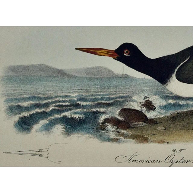Mid 19th Century Audubon "American Oyster Catcher": An Original Audubon Hand-Colored Lithograph, 1840 For Sale - Image 5 of 5