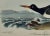 Mid 19th Century Audubon "American Oyster Catcher": An Original Audubon Hand-Colored Lithograph, 1840 For Sale - Image 5 of 5
