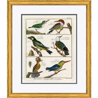 18th Century Parakeet Engravings VI Framed Art Print For Sale