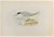 Lesser Tern is a modern artwork realized in 1870 by the British artist Alexander Francis Lydon (1836-1917) . Woodcut...