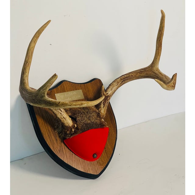 Vintage pair of deer antlers trophy mounted on a profiled wood board.