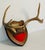 Vintage pair of deer antlers trophy mounted on a profiled wood board.