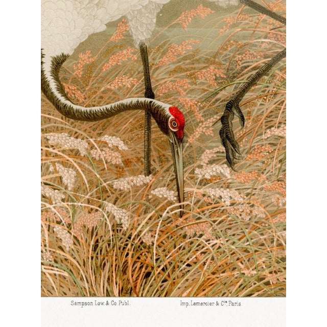 Not Yet Made - Made To Order Sarus Crane in Rice Field by G. A. Audsley, Japanese Art Print Reproduction, 18" × 24" For Sale - Image 5 of 7