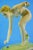20th Century Art Deco Ceramic Nude Woman Sculpture by Josef Lorenzl for Goldscheider, Austria For Sale - Image 11 of 18