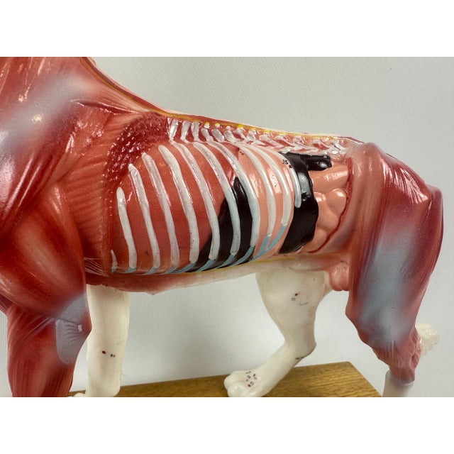 Vintage Vinyl Dog Acupuncture Model, 1970s For Sale - Image 6 of 16