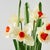 Potted Paper Daffodils For Sale - Image 4 of 6