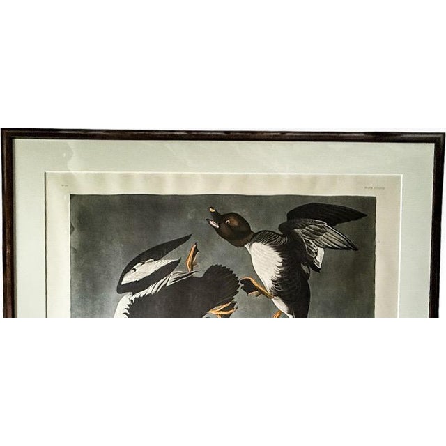 Wood Large Framed John James Audubon Golden-Eyed Duck Primordial Folio Print For Sale - Image 7 of 14