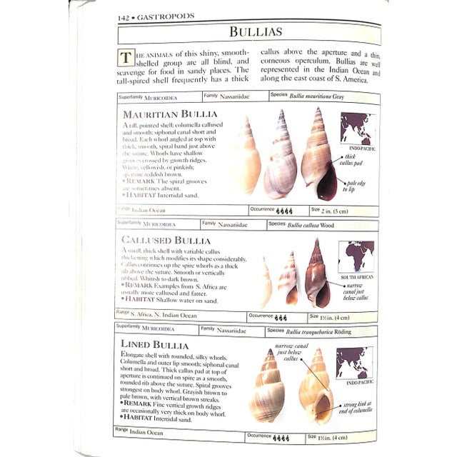 "Shells: The Visual Guide to More Than 500 Species of Seashells From Around the World" 1992 Dance, S. Peter For Sale - Image 4 of 11