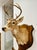 Rustic Vintage Deer Mount With Hoof Rack For Sale - Image 3 of 9