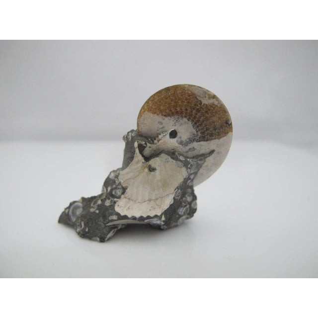 15th Century & Earlier Genuine Nautilus Fossil Shell Ammonite South Dakota Fox Hills Formation Scaphite For Sale - Image 5 of 10