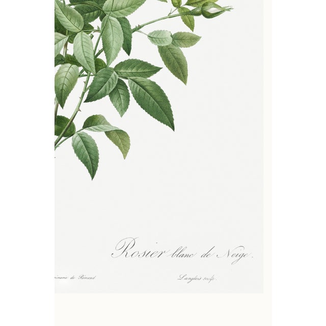 Cherokee Rose, Vintage Botanical Art Print Reproduction by Pierre-Joseph Redouté, 16" X 24" For Sale - Image 11 of 11