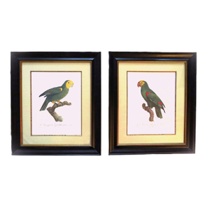 Pair of Large French Parrot Bird Portrait Prints Lithographs Framed