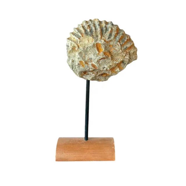 Contemporary Mantelliceras Ammonite Fossil on Wooden Display Stand For Sale - Image 3 of 7