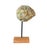 Contemporary Mantelliceras Ammonite Fossil on Wooden Display Stand For Sale - Image 3 of 7