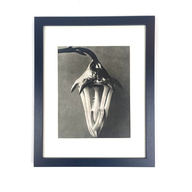 1940s 1940s Framed Botanical Blossfeldt Print - No. 55 For Sale - Image 5 of 5