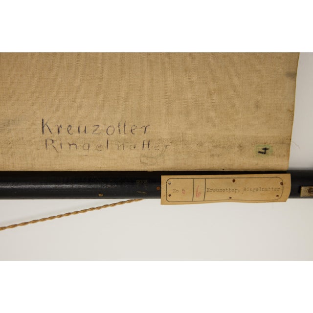 Jung-Koch-Quentell German Zoological Snake Anatomy Wall Chart, C. 1960s For Sale - Image 16 of 18