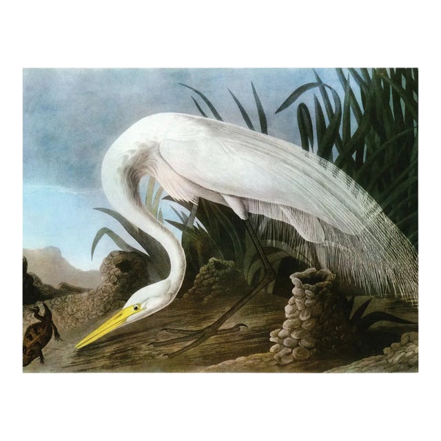 Audubon 18, Unframed Artwork For Sale