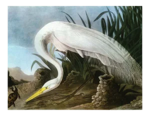Audubon 18, Unframed Artwork