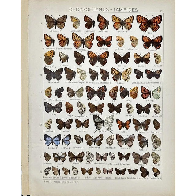 Illustration 1910s Adalbert Seitz Butterfly Prints – Carcharodus - Hesperia & Chrysophanus - Lampides (C. 1909–1915), Set of 2 For Sale - Image 3 of 3