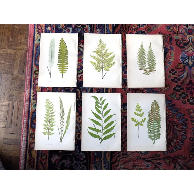 Printmaking Materials Antique 19th Century Botanical Fern Wood Engravings - Set of 6 For Sale - Image 7 of 7