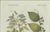 Bertuch, Licorice and Carob, 1805, Engraving For Sale - Image 4 of 12