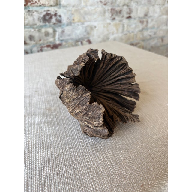 A truly one-of-a-kind natural sculptural object, this striking “tree flower” is formed from weathered wood with a dramatic...