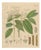 Laurus Cinnamomum and Cassia, 1800s, Paper For Sale
