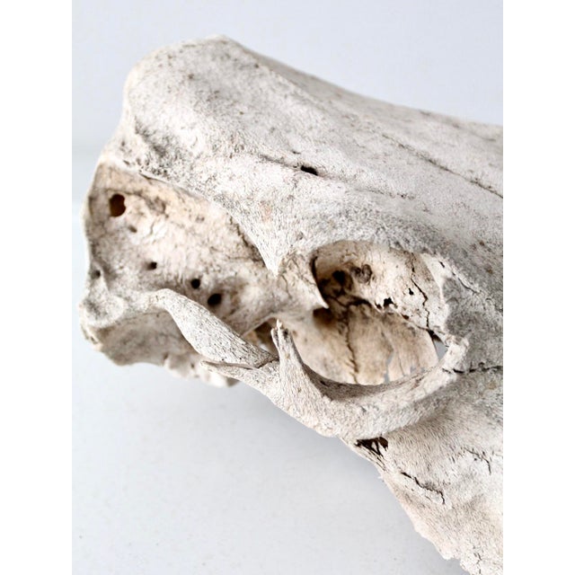 Rustic Weathered Cow Skull For Sale - Image 9 of 13
