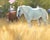In "Shadows Along the Purgatory," two horses navigate a sunlit field, their forms illuminated against the golden grasses....