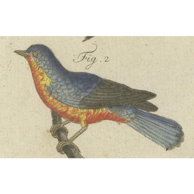 Bertuch, Seven Robins, Bluethroats and Yellowthroats, 1796, Engraving For Sale - Image 4 of 10