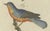 Bertuch, Seven Robins, Bluethroats and Yellowthroats, 1796, Engraving For Sale - Image 4 of 10