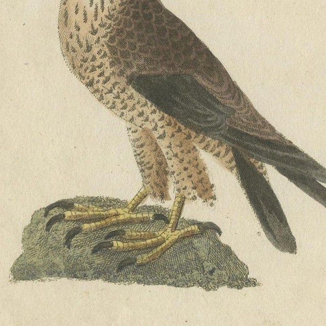 Bertuch, Falcons and Hawks Including the Peregrine, 1805, Print For Sale - Image 4 of 12