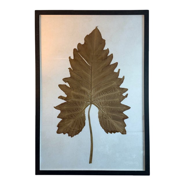 Late 20th Century Large-Scale Pressed Botanical Specimen, Framed — Approx. 48 × 72 Inches For Sale