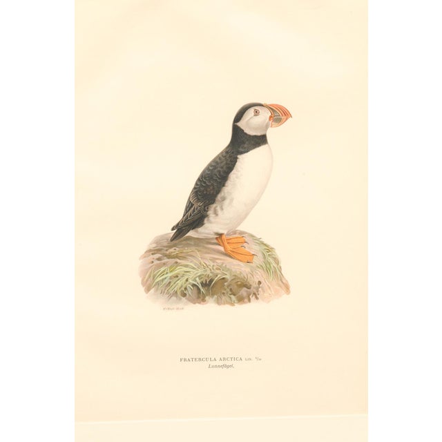 Early 20th Century Swedish Framed Puffin Lithograph, C. 1920 For Sale In Atlanta - Image 6 of 11