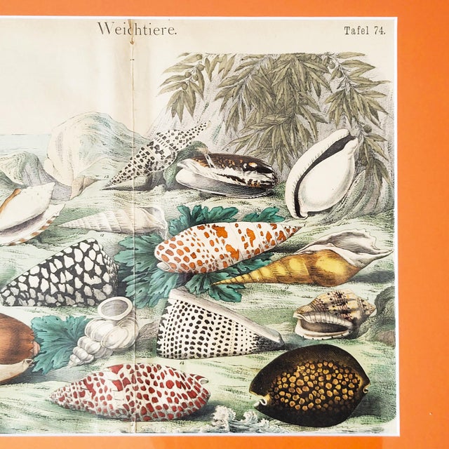 Hand-coloured antique zoological print (etching), featuring a set of artfully displayed molluscs. Ideal for a nautical...