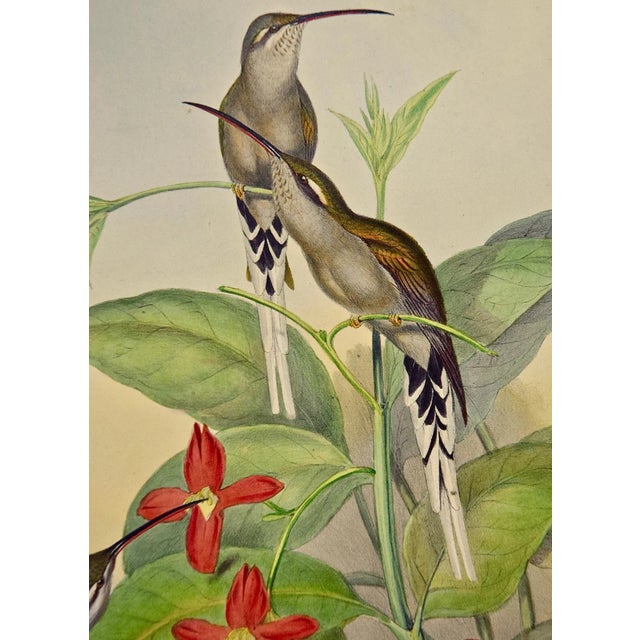 Mid 19th Century Salle's Hermit Hummingbirds: A 19th C. Gould Hand-Colored "Phaethornis Augusti", 1850 For Sale - Image 5 of 10