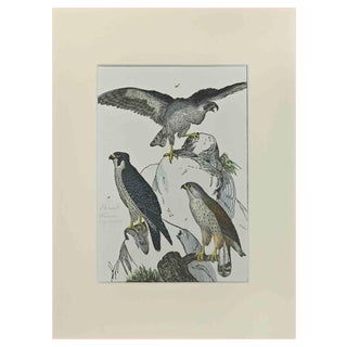 Johann Friedrich Naumann, Falcons, Etching, 1840 For Sale