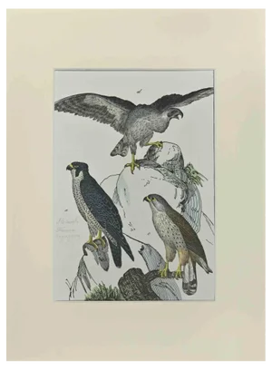 Johann Friedrich Naumann, Falcons, Etching, 1840