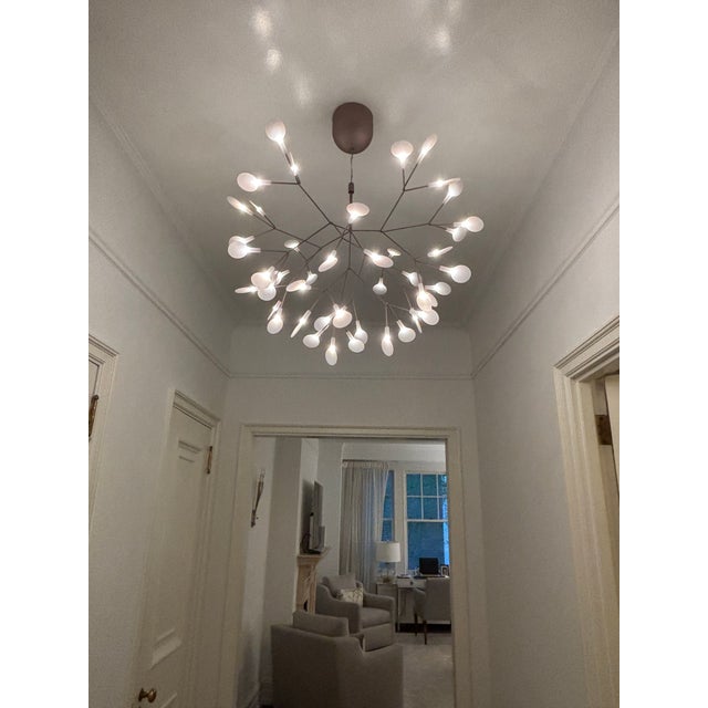 Mooi Hercleum chandelier (II). Size small in a copper finish. Approx 28x28x20. Excellent condition.