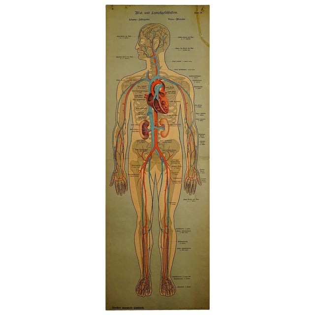 Human Lymphatic and Blood Vessels Anatomical Wall Chart For Sale - Image 6 of 6