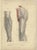 Set of four antique anatomy prints titled 'Le Membre Thoracique' and 'Le Membre Supérieur'. Colored lithographs of human...