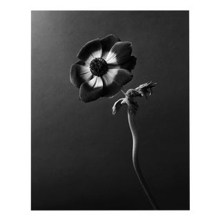 Anemone - Analogue Black and White Floral Photography, Edition of 20 2023 For Sale