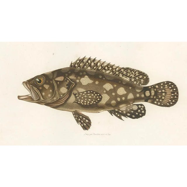 Spotted Groupers, 1840s, Paper For Sale - Image 4 of 11