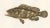 Spotted Groupers, 1840s, Paper For Sale - Image 4 of 11