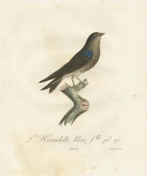 The Blue Swallow, 1807, Print