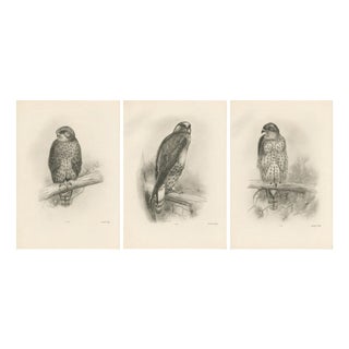 Lilian Marguerite Medland, Three British Raptors: Buzzards and Adult Goshawk, 1908, Photogravure, Set of 3 For Sale