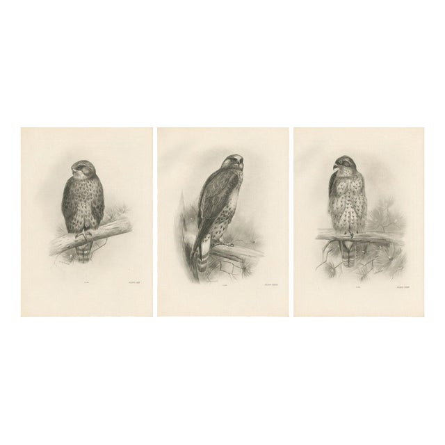 Lilian Marguerite Medland, Three British Raptors: Buzzards and Adult Goshawk, 1908, Photogravure, Set of 3 For Sale