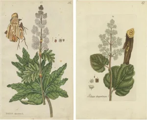 Happe, Botany Illustrations, Rheum Rhapontieum & Rheum Palmatum, Prints, Set of 2